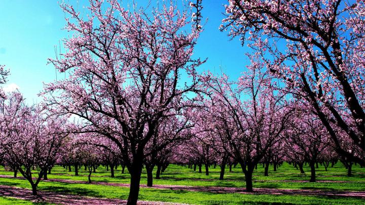 Spring Wallpaper And Screensavers HD (70+ images)