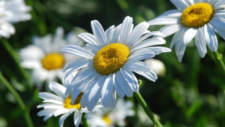 Daisy Flower Wallpaper (57+ images)