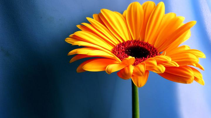 Flower HD wallpaper | 1920x1080 | #22937
