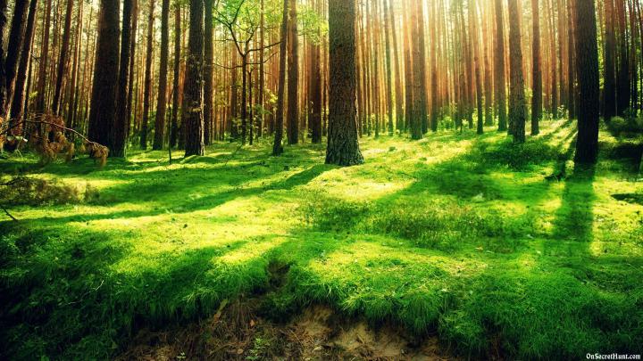 Nature Wallpapers for Desktop (60+ background pictures)