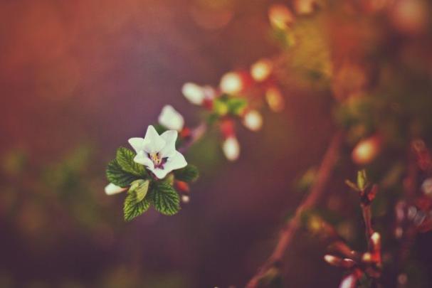 Spring Nature Wallpapers \u00b7\u2460 