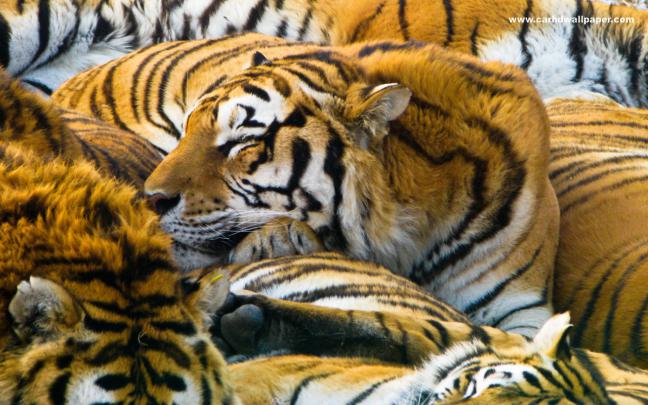 Farest Tiger High Definition Resolution 1920x1080 Wallpaper Collection 
