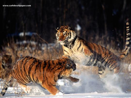 Farest Tiger High Definition Resolution 1920x1080 Wallpaper Collection 