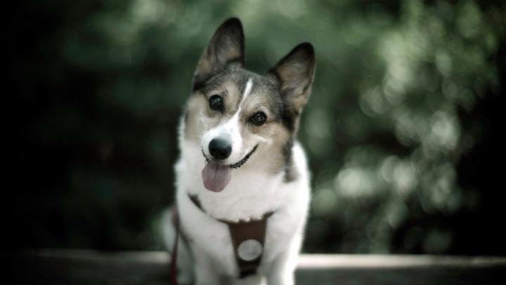 Funny, Animal, Top, HD, Funny, Dog, Wide, High, Resolution, Wallpaper 