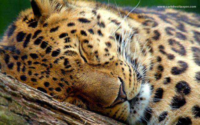 Farest Tiger High Definition Resolution 1920x1080 Wallpaper Collection 