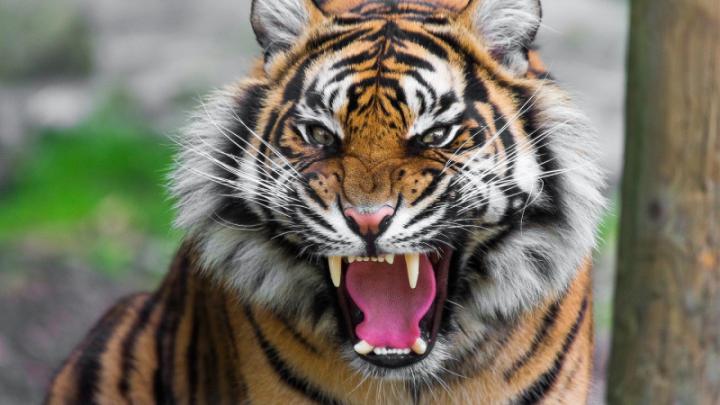 Free download Wonderful Tiger Roar High Resolution Wallpaper Desktop 