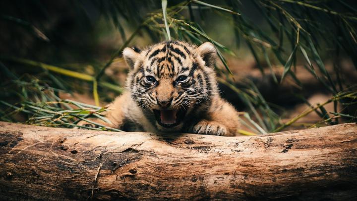 Free download Wonderful Tiger Roar High Resolution Wallpaper Desktop 