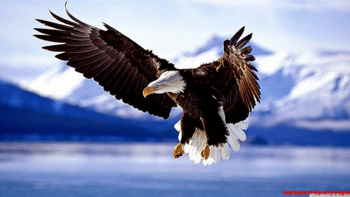Free download Bald Eagle HD desktop wallpaper Widescreen High 