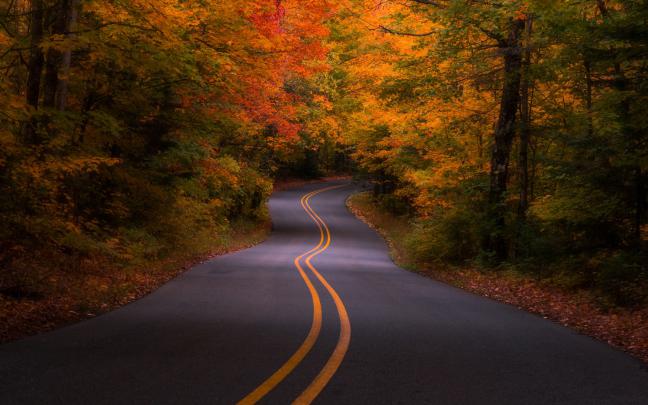 Download Wallpaper forest autumn foliage road highway (2560x1600). The 
