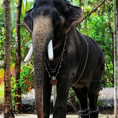 Powerful Hd Kerala Elephant Hd Wallpapers 1920x1080