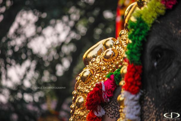 Powerful Hd Kerala Elephant Hd Wallpapers 1920x1080