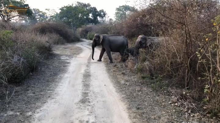 Kerala Elephant Hd Wallpapers 1920x1080 - wallpaper