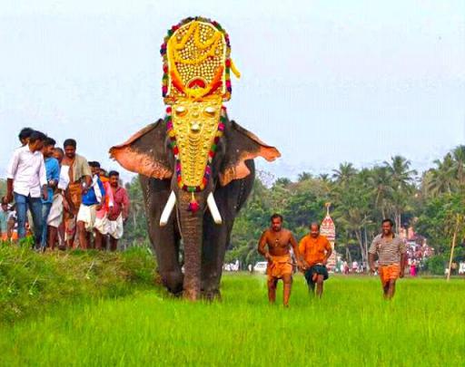 Kerala Elephant Hd Wallpapers 1920x1080