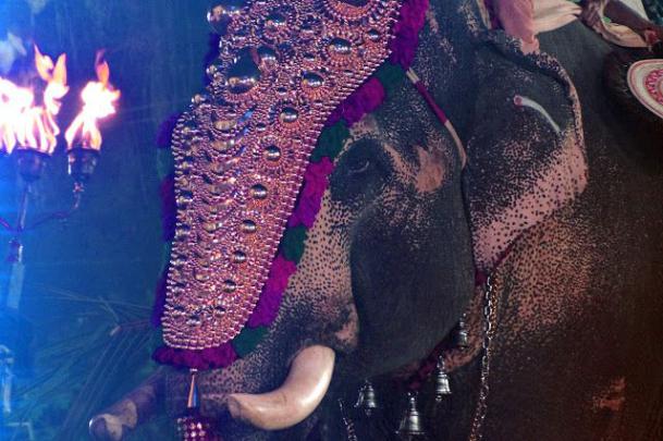 Kerala Elephant Wallpapers - New Wallpapers