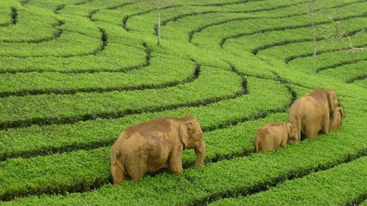 Kerala Elephant Hd Wallpapers 1920x1080 - wallpaper