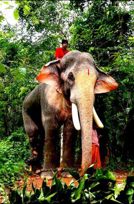 Powerful Hd Kerala Elephant Hd Wallpapers 1920x1080