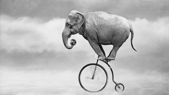 Elephant Hd Wallpapers 1920x1080 - Free HD Wallpapers