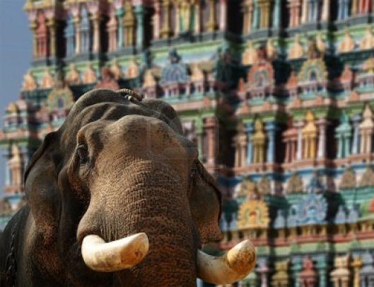 Kerala Elephant Hd Wallpapers 1920x1080