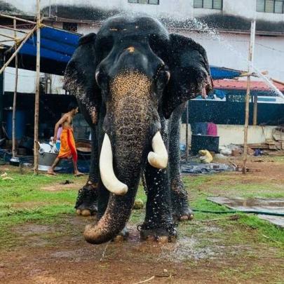 Kerala Elephant Hd Wallpapers 1920x1080
