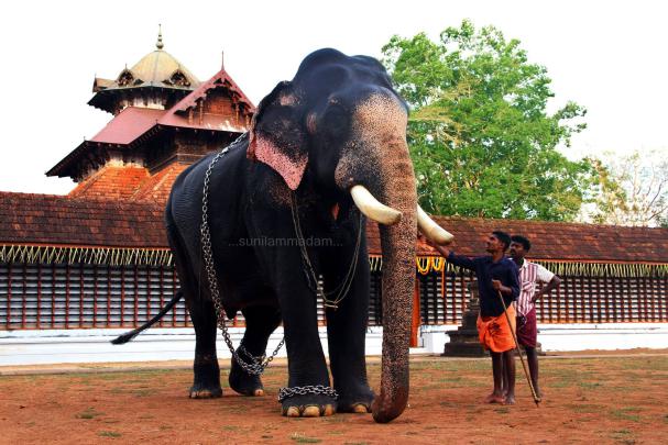Powerful Hd Kerala Elephant Hd Wallpapers 1920x1080