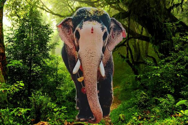 Full Hd Kerala Elephant Hd Wallpapers 1920X1080 : Nature 4k wallpapers 