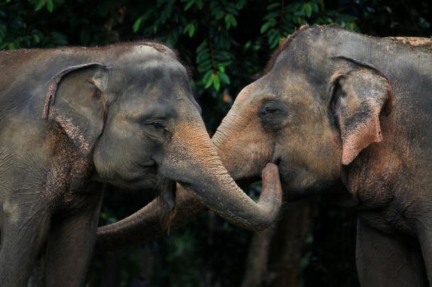 Indian elephant images hd
