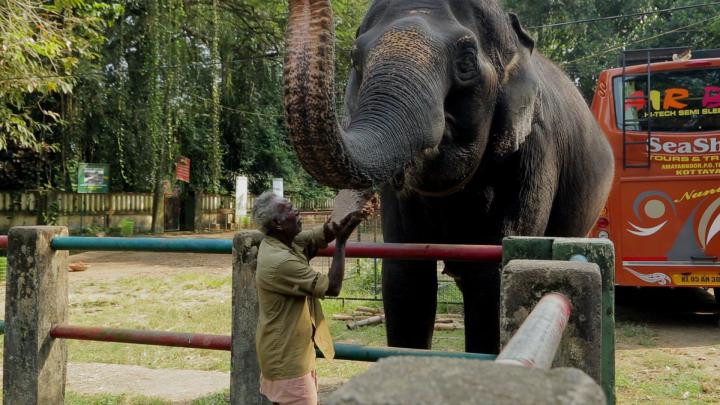 Kerala Elephant Hd Wallpapers 1920x1080