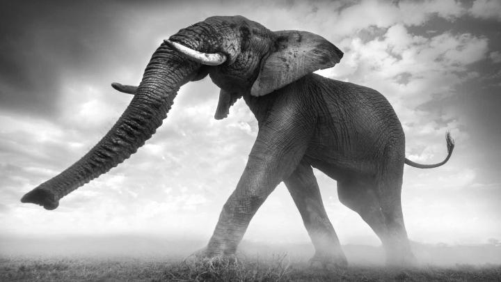 Kerala Elephant Hd Wallpapers 1920x1080