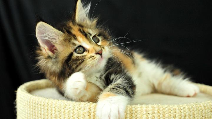 Cute Kitten HD Wallpaper | Background Image | 1920x1080 | 702176 