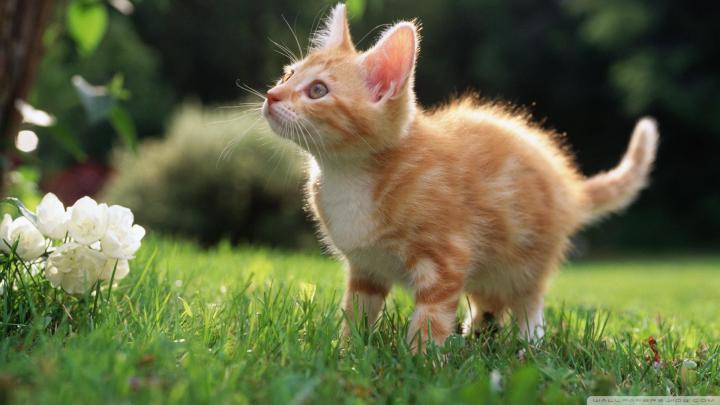 Kitten Wallpapers (81+ background pictures)
