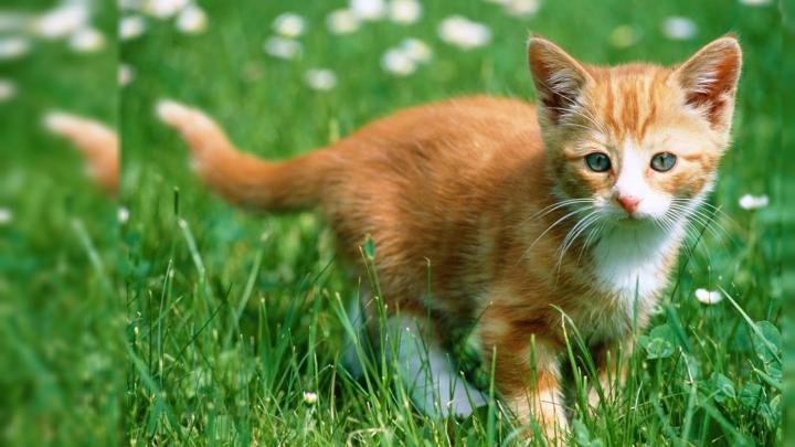 Kitten Desktop Wallpaper 1920x1080 -
