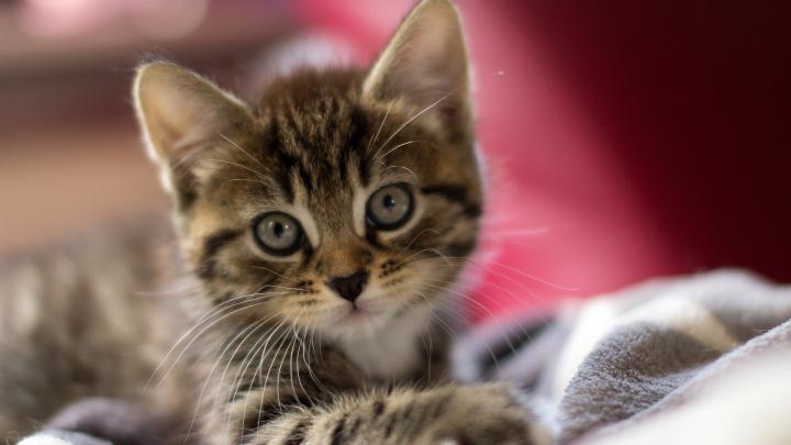Kitten wallpaper \u00b7\u2460 Download free cool HD backgrounds for desktop and 
