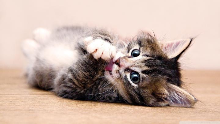 Cute Kitten Wallpaper (64+ images)