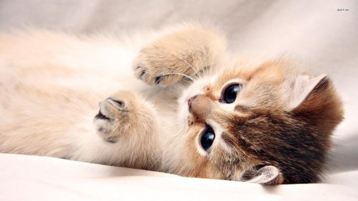 Baby Kittens Wallpaper (63+ images)