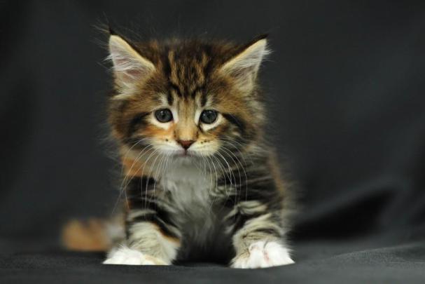 Kitten wallpaper \u00b7\u2460 Download free cool HD backgrounds for desktop and 