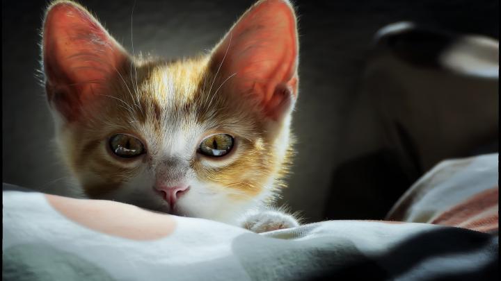 Download Wallpaper cat kitty ginger kitten (1920x1080). The Wallpapers 