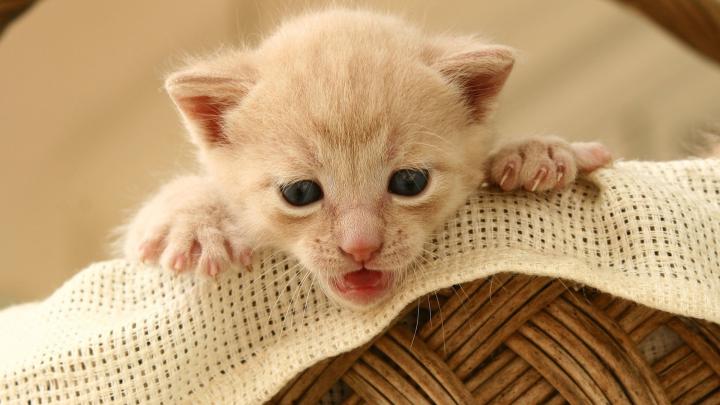Small cute kitten wallpaper | AllWallpaper.in #6518 | PC | en