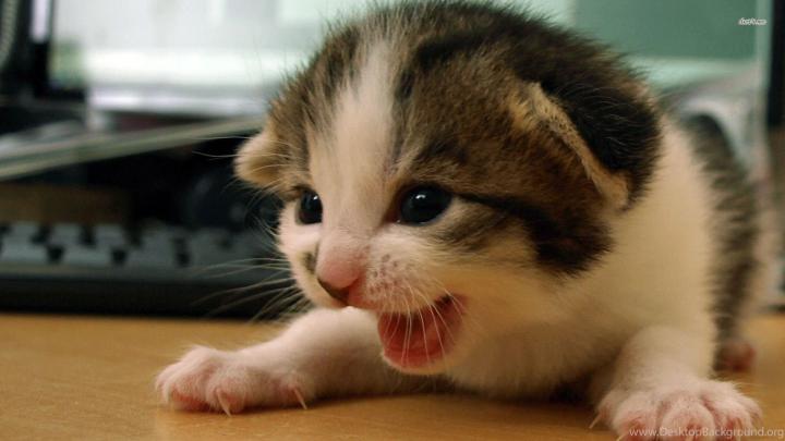 Kitten Wallpaper 1920x1080 - Cat\u0026#39;s Blog
