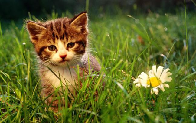 Free download Grumpy Cat Meme Pictures humor funny cats r wallpaper 