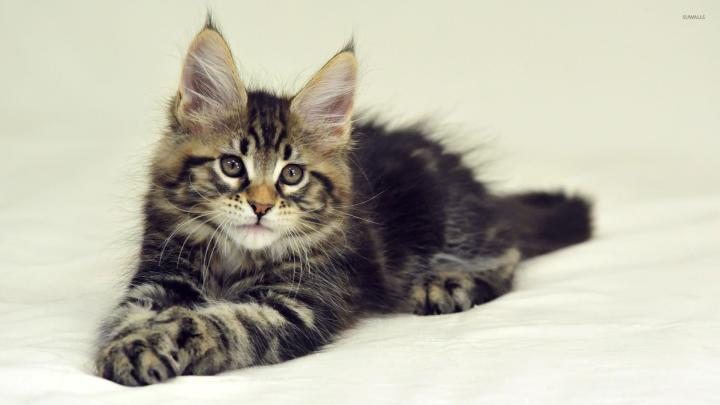 Fluffy kitten [2] wallpaper - Animal wallpapers - #53044