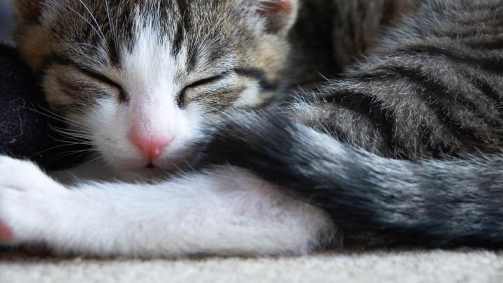 Download Wallpaper 1920x1080 kitten, white, gray, lie, face Full HD 