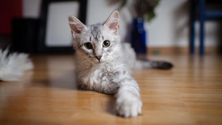 Kitten Desktop Wallpaper 1920x1080 -