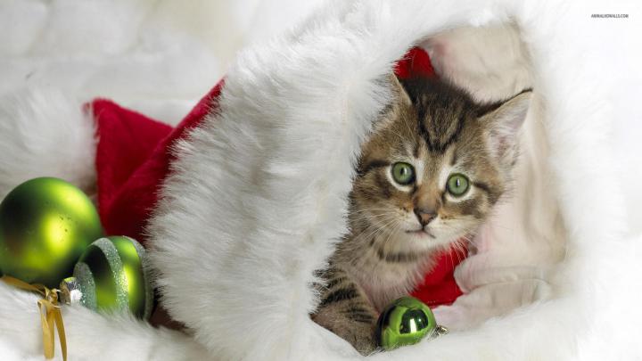 Christmas kitten wallpaper | Christmas kitten, Kitten wallpaper 