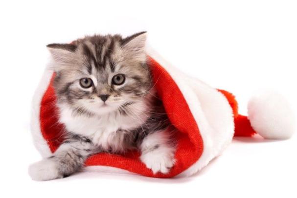 Christmas Kitten Wallpaper \u00b7\u2460 