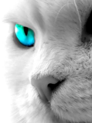 Free download Cat Blue Eyes High Definition Wallpaper 1920x1080 Full HD 
