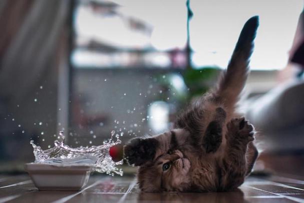 Kitten wallpaper \u00b7\u2460 Download free cool HD backgrounds for desktop and 