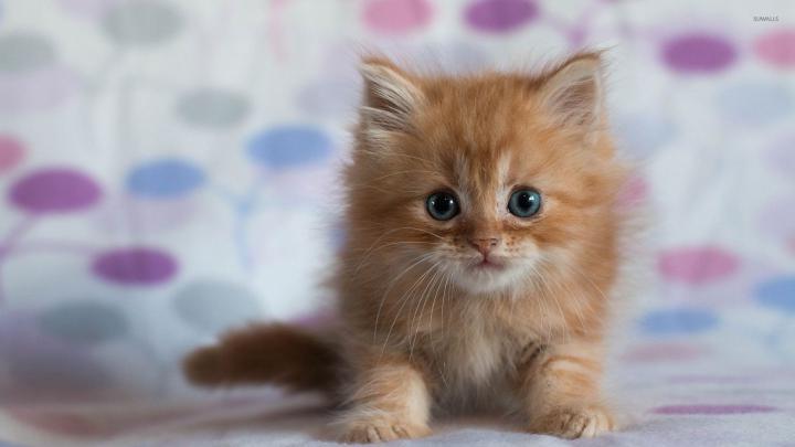 Ginger kitten wallpaper - Animal wallpapers - #33354