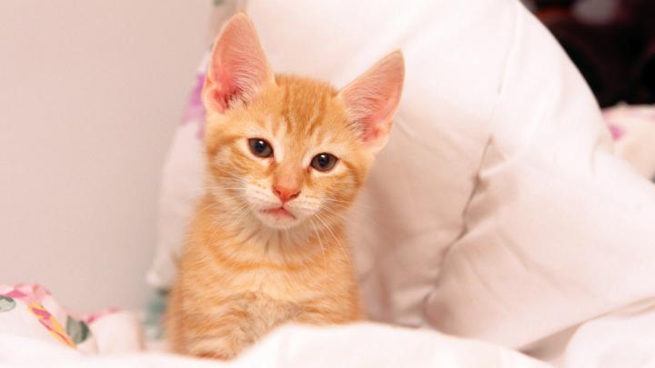 [42+] Kitten Desktop Wallpaper 1920x1080 