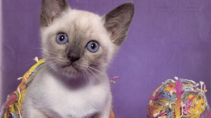 Siamese kitten wallpaper | AllWallpaper.in #2389 | PC | en