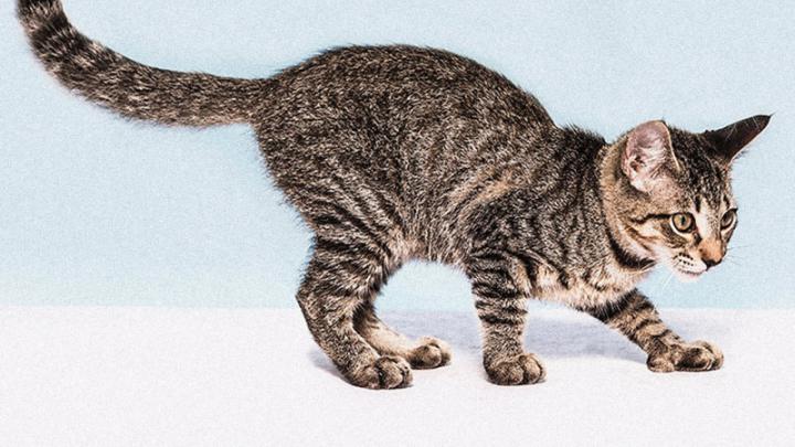 1920x1080 px baby cat cats Kitten High Quality Wallpapers,High 